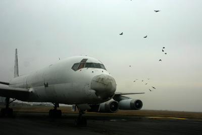 Old DC-8 chasing birds away in Ostend (EBOS)