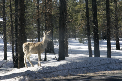 Deer at Bryce