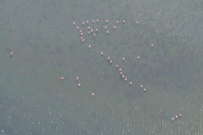 Flamingoes over the Camargue