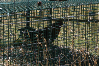 Rooster along the runway !?